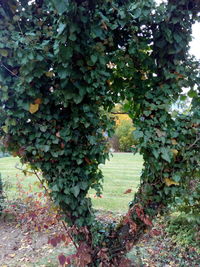 Close-up of fruits hanging on tree