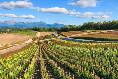 Scenic view of vineyard against sky