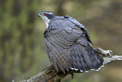 Close-up of eagle perching on leaf