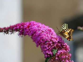 Close-up of butterfly pollinating on purple flower