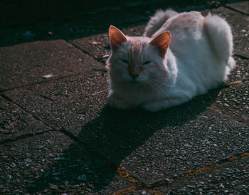 Close-up portrait of a cat resting on footpath