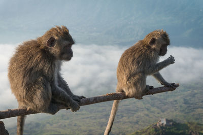 Monkeys on stick against clouds