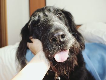 Close-up of black dog on bed