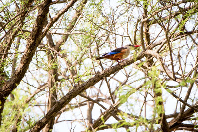 Low angle view of bird perching on tree against sky