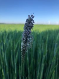 Close-up of crops on field