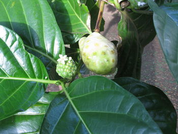 Close-up of green leaf