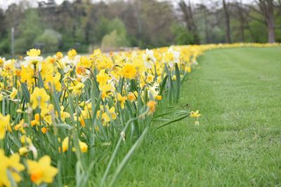 Close-up of yellow flowers blooming in field