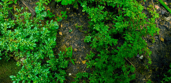 Full frame shot of tree trunk in forest