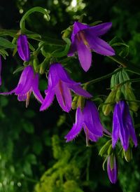 Close-up of purple flowers blooming outdoors