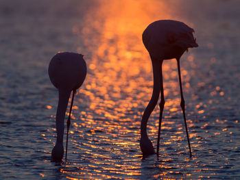 Silhouette of flamingos in camargue during sunset