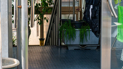 Potted plants on window of building