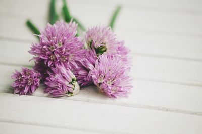 Close-up of pink flowers