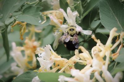 Close-up of honey bee on flowering plant