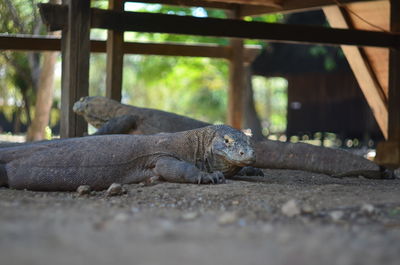 View of lizard resting on land