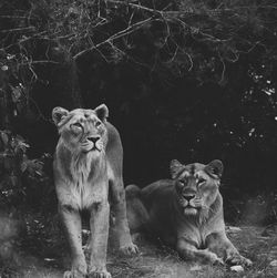 Portrait of lion relaxing outdoors