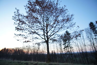 Silhouette trees on field against sky