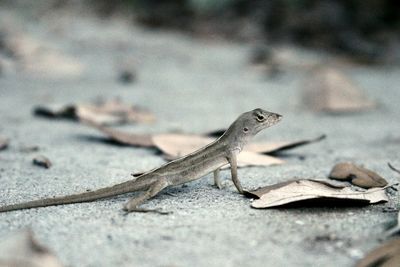 Close-up of lizard