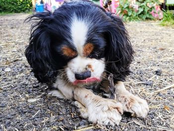 Close-up of dog lying on field