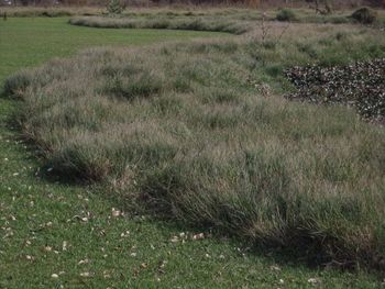 Scenic view of field