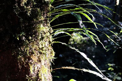 Close-up of moss on tree trunk