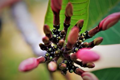 Close-up of flowers growing on plant