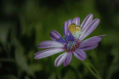 Close-up of purple flower