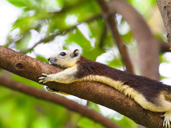 Close-up of lizard on tree