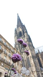 Low angle view of purple flowering plant against building