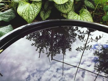 Low angle view of tree against sky