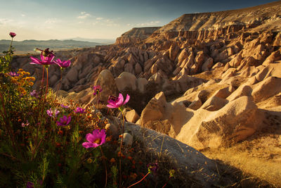 Pink flowers on rock by land against sky