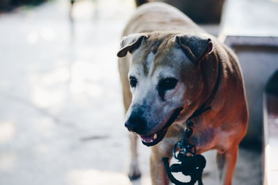 Close-up portrait of dog