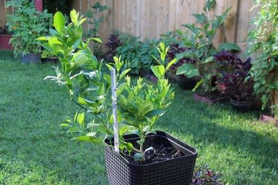 Potted plants in basket