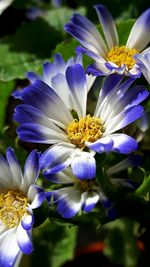 Close-up of purple flowers blooming outdoors