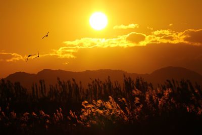 Silhouette of birds at sunset