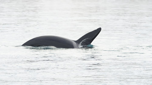 Killer whale swimming in sea