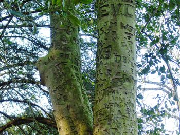 Low angle view of trees in forest