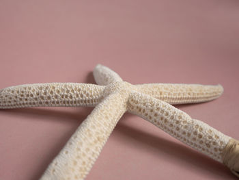 Close-up of lizard on table