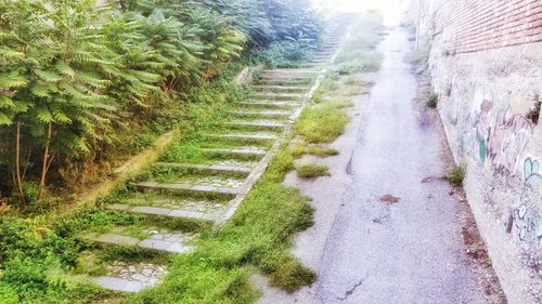 Panoramic shot of plants on trees