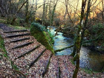 High angle view of stream amidst trees in forest