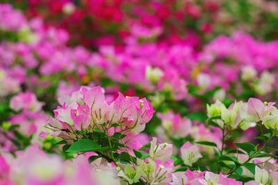 Close-up of pink flowering plant