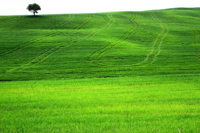 Scenic view of agricultural field against sky