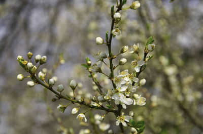 Close-up of white cherry blossom tree