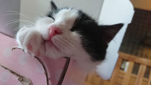 Close-up of cat at home