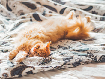 Cute ginger cat lying in bed. fluffy pet comfortably settled to sleep.cozy home background with pet.