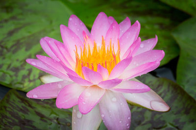 Close-up of water lily