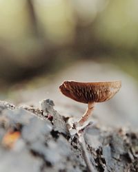 Close-up of mushroom growing on field