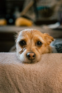 Close-up portrait of a dog