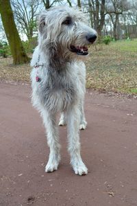 Close-up of dog on tree