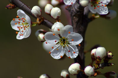 Close-up of cherry blossom