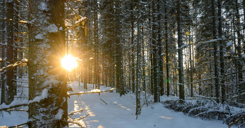 Sun peaks behind trees in snowy forest